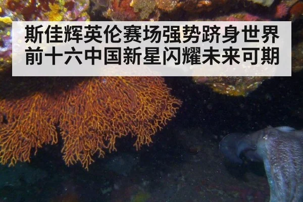 斯佳辉英伦赛场强势跻身世界前十六中国新星闪耀未来可期